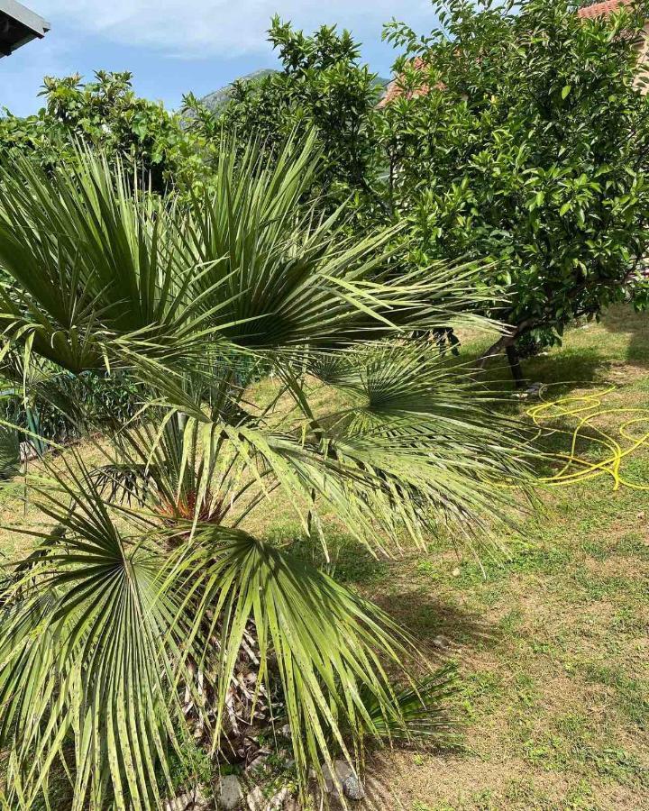 Apartmani Zelenika Herceg Novi Eksteriør billede