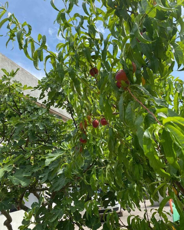 Apartmani Zelenika Herceg Novi Eksteriør billede